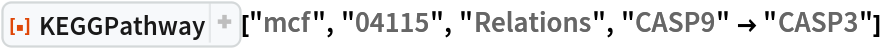 ResourceFunction["KEGGPathway"]["mcf", "04115", "Relations", "CASP9" -> "CASP3"]