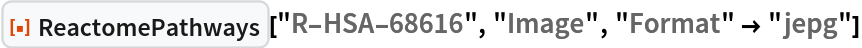 ResourceFunction["ReactomePathways"]["R-HSA-68616", "Image", "Format" -> "jepg"]