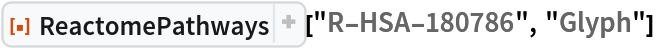 ResourceFunction["ReactomePathways"]["R-HSA-180786", "Glyph"]