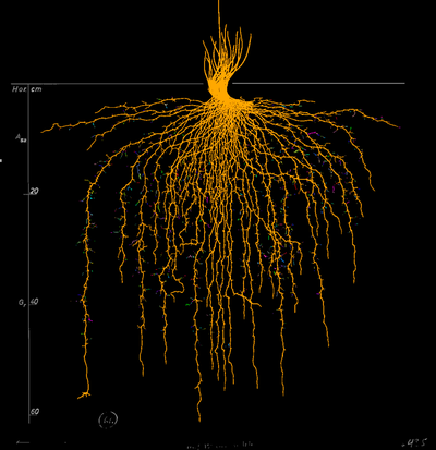 Visualizing and Analyzing Plant Root Network Characteristics