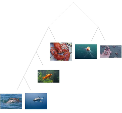 From Pictures of Animals, Try to Reconstruct the Tree of Life