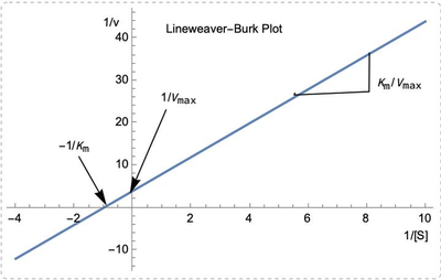 Build a Function for Biochemical Enzyme Kinetics