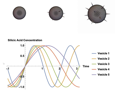 Predicting Radiolarian Growth Patterns through 3D Modeling